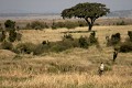 guépard, masai mara, kenya, afrique 