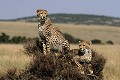  guépard, masai mara, kenya, afrique 