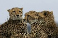  guépard, masai mara, kenya, afrique 