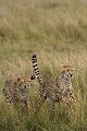  guépard, masai mara, kenya, afrique 