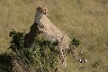  guépard, masai mara, kenya, afrique 