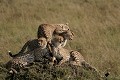  guépard, masai mara, kenya, afrique 