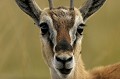  gazelle thomson, masai mara, kenya, afrique 