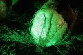  noël au jardin, parc wesserling, illuminations, vallée thur, haut-rhin , alsace 