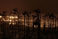  noël au jardin, parc wesserling, illuminations, vallée thur, haut-rhin, alsace 