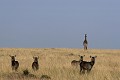  mammifère, cobe à croissant, masai mara, kenya, afrique, migration gnou 