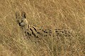  mammifère, serval d'afrique orientale, leptailurus serval hindei, masai mara, kenya, afrique, migration gnou 
