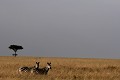 mammifère, zèbres, félin, lion, lionne, masai mara, savane, migration gnou, chasse, kenya, afrique 