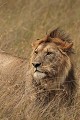  mammifère, félin, lion, lionne, masai mara, savane, migration gnou, chasse, kenya, afrique 
