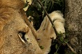  mammifère, félin, lion, lionne, masai mara, savane, migration gnou, chasse, kenya, afrique 