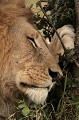  mammifère, félin, lion, lionne, masai mara, savane, migration gnou, chasse, kenya, afrique 