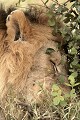  mammifère, félin, lion, lionne, masai mara, savane, migration gnou, chasse, kenya, afrique 