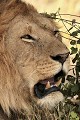  mammifère, félin, lion, lionne, masai mara, savane, migration gnou, chasse, kenya, afrique 