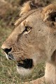  mammifère, félin, lion, lionne, masai mara, savane, migration gnou, chasse, kenya, afrique 