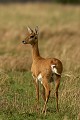  mammifère, ourébi, masai mara, savane, migration gnou, chasse, kenya, afrique 