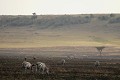  mammifère, zèbres, masai mara, savane, migration gnou, chasse, kenya, afrique 