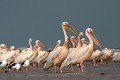  oiseau, pélican, langue de barbarie, saint-louis, sénégal, afrique 