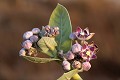  flore, calotropis, langue de barbarie, saint-louis, sénégal, afrique 