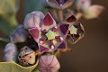  flore, calotropis, langue de barbarie, saint-louis, sénégal, afrique 