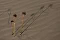  flore, dunes, langue de barbarie, saint-louis, sénégal, afrique 