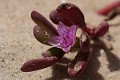  pourpier de mer, sesuvium portulacastrum, flore, langue de barbarie, saint-louis, sénégal, afrique 