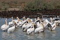  oiseau, pélican blanc, pelecanus onocrotalus, avifaune, parc national djoudj, sénégal, afrique de l'ouest 