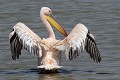  oiseau, pélican blanc, pelecanus onocrotalus, avifaune, parc national djoudj, sénégal, afrique de l'ouest 