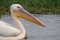  oiseau, pélican blanc, pelecanus onocrotalus, avifaune, parc national djoudj, sénégal, afrique de l'ouest 