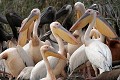  oiseau, pélican blanc, pelecanus onocrotalus, nidification, avifaune, parc national djoudj, sénégal, afrique de l'ouest 