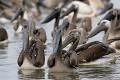  oiseau, pélican blanc, pelecanus onocrotalus, nidification, avifaune, parc national djoudj, sénégal, afrique de l'ouest 