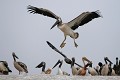  oiseau, pélican blanc, pelecanus onocrotalus, nidification, avifaune, parc national djoudj, sénégal, afrique de l'ouest 
