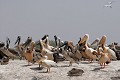  oiseau, pélican blanc, pelecanus onocrotalus, nidification, avifaune, parc national djoudj, sénégal, afrique de l'ouest 