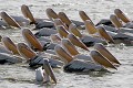  oiseau, pélican blanc, pelecanus onocrotalus, nidification, avifaune, parc national djoudj, sénégal, afrique de l'ouest 