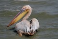  oiseau, pélican blanc, pelecanus onocrotalus, nidification, avifaune, parc national djoudj, sénégal, afrique de l'ouest 