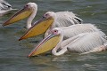  oiseau, pélican blanc, pelecanus onocrotalus, nidification, avifaune, parc national djoudj, sénégal, afrique de l'ouest 