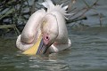  oiseau, pélican blanc, pelecanus onocrotalus, nidification, pêche,avifaune, parc national djoudj, sénégal, afrique de l'ouest 