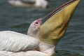  oiseau, pélican blanc, pelecanus onocrotalus, nidification, avifaune, parc national djoudj, sénégal, afrique de l'ouest 