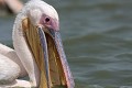  oiseau, pélican blanc, pelecanus onocrotalus, nidification, avifaune, parc national djoudj, sénégal, afrique de l'ouest 