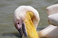  oiseau, pélican blanc, pelecanus onocrotalus, nidification, avifaune, parc national djoudj, sénégal, afrique de l'ouest 