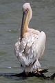  oiseau, pélican blanc, pelecanus onocrotalus, nidification, avifaune, parc national djoudj, sénégal, afrique de l'ouest 