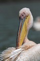  oiseau, pélican blanc, pelecanus onocrotalus, nidification, avifaune, parc national djoudj, sénégal, afrique de l'ouest 