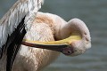  oiseau, pélican blanc, pelecanus onocrotalus, nidification, avifaune, parc national djoudj, sénégal, afrique de l'ouest 