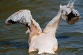  oiseau, pélican blanc, pelecanus onocrotalus, nidification, avifaune, parc national djoudj, sénégal, afrique de l'ouest 