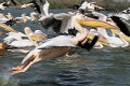  oiseau, pélican blanc, pelecanus onocrotalus, nidification, avifaune, parc national djoudj, sénégal, afrique de l'ouest 