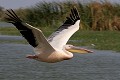  oiseau, pélican blanc, pelecanus onocrotalus, nidification, avifaune, parc national djoudj, sénégal, afrique de l'ouest 