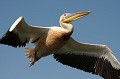 oiseau, pélican blanc, pelecanus onocrotalus, nidification, avifaune, parc national djoudj, sénégal, afrique de l'ouest 