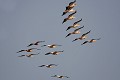  oiseau, pélican blanc, pelecanus onocrotalus, nidification, avifaune, parc national djoudj, sénégal, afrique de l'ouest 