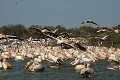  oiseau, pélican blanc, pelecanus onocrotalus, nidification, avifaune, parc national djoudj, sénégal, afrique de l'ouest 