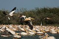  oiseau, pélican blanc, pelecanus onocrotalus, nidification, avifaune, parc national djoudj, sénégal, afrique de l'ouest 