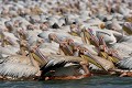  oiseau, pélican blanc, pelecanus onocrotalus, nidification, avifaune, parc national djoudj, sénégal, afrique de l'ouest 